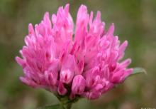 Supply Red Clover Extract Powder