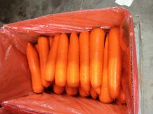 Fresh Carrot