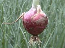 red fresh onion