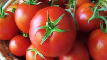  Fresh   Farm  Tomatoes