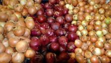 Fresh Farm Yellow Red Onions