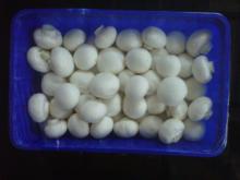  Fresh   Button   Mushroom 