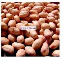 Ground nut Peanut