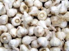 FRESH WHITE GARLIC