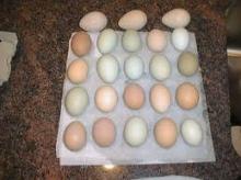 FRESH LAID AND FERTILE PARROT EGS FOR SALE