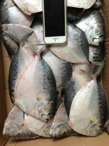 Frozen Moon fish