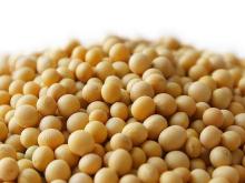 Chinese Soya Beans