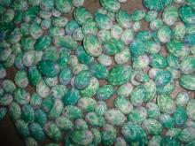 Abalone breeding