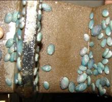 ZhangPu abalone seedlings
