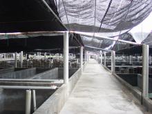 Abalone farms
