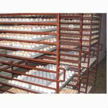 Turkey fertilized chicken eggs for sale