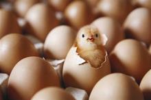 Duck fertilized  eggs  for sale