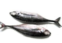 Horse mackerel