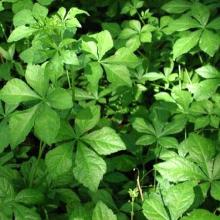 Siberian Ginseng Extract Powder