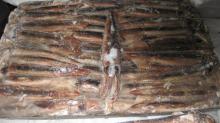 illex squid 100-150g