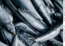Pacific chub  mackerel   Frozen   Horse   Mackerel   FROZEN   MACKEREL , ATLANTIC (Scomber scombrus)