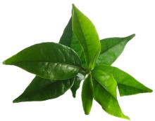 TEA TREE OIL