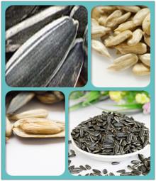 chinese sunflower seeds 5009
