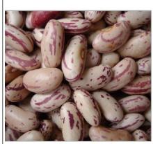 Light Speckled Kidney Bean