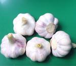 chinese fresh garlic