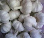 normal white and natural garlic