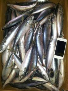 mackerel (scomber japonicus)150-250g