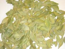  LAUREL   LEAVES 