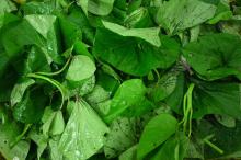 sweet potato leaves