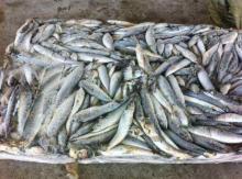 Fish Bait