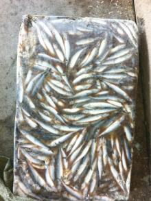 fish for feed