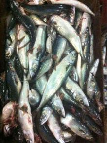 tuna (belly broken mackerel)