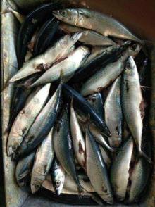 Competitive Price Frozen Whitebait Dried Small Silverfish White