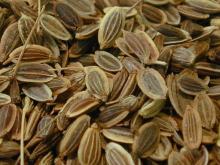  Dill  Seed