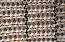 Cheap  Quality  Fresh Chicken Eggs  Export ers, Cobbs and Ross