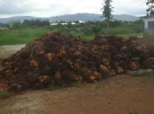 Palm Kernels in large stock,ready to supply