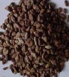  Voacanga  africana seeds
