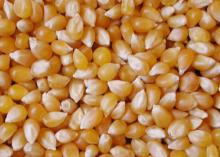 NEW YELLOW CORN AVAILABLE