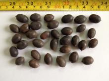  Lotus   Seed 