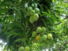 Good Quality Mango