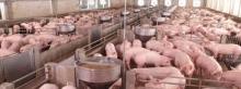 HIGHLY  PREMIX  PIG  FEED 