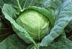 fresh cabbage