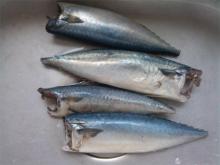 Frozen HGT mackerel 100-200g