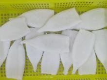 todarodes squid U10