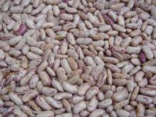 LIGHT SPECKLED KIDNEY BEAN