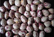 LIGHT SPECKLED KIDNEY BEAN ROUND SHAPE