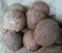  Dry   Coconut s from Nicaragua