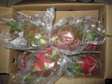 Vietnam Dragon Fruit