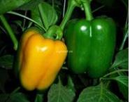 Colorful bell pepper