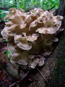  Maitake   Mushroom   Powder , Extract, Concentrate, Capsules, Plant Extract