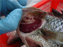  GS   Tilapia 